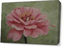 Pink Zinnia As Canvas
