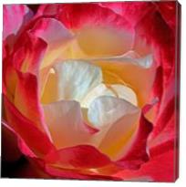 Unique Rose - Gallery Wrap