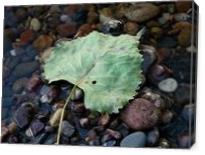 Leaf In Water - Gallery Wrap