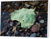 Leaf In Water - Standard Wrap