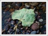 Leaf In Water - No-Wrap