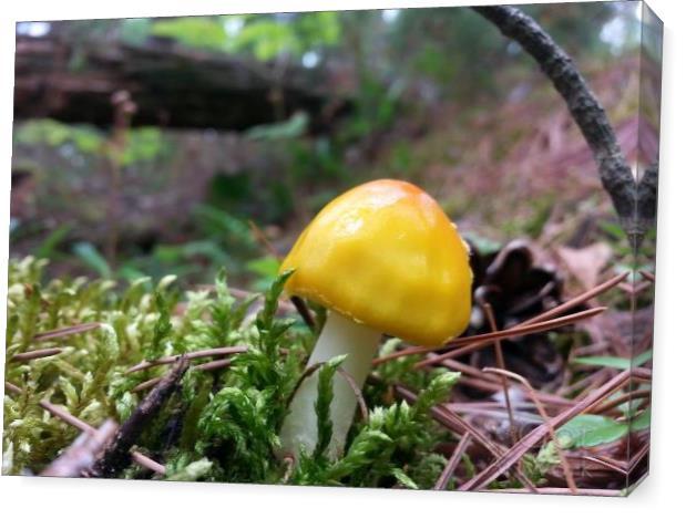 Tiny Yellow Mushroom With Moss
