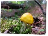 Tiny Yellow Mushroom With Moss - Gallery Wrap
