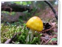 Tiny Yellow Mushroom With Moss - Standard Wrap