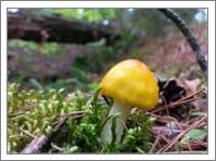 Tiny Yellow Mushroom With Moss - No-Wrap