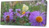 Fall Pollinators - Gallery Wrap Plus