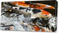 Koi As A Watercolor Painting As Canvas