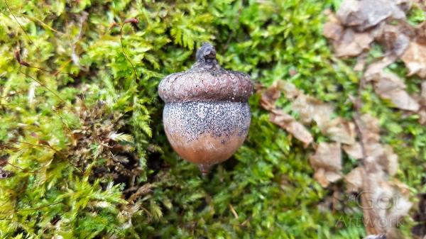 Acorn And Moss