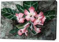 Desert Rose Flower Painting - Gallery Wrap