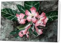 Desert Rose Flower Painting - Standard Wrap