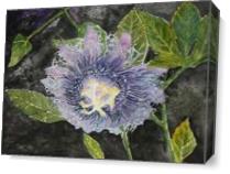 Pretty Purple Passion Flower As Canvas