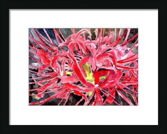 Red Spider Lily Flower Art Print