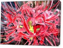 Red Spider Lily Flower Art Print - Gallery Wrap