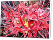 Red Spider Lily Flower Art Print - Standard Wrap