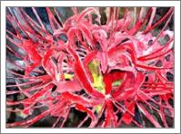 Red Spider Lily Flower Art Print - No-Wrap