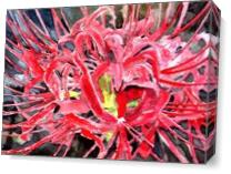 Red Spider Lily Flower Art Print As Canvas