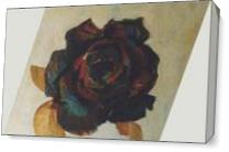 The Rose As Canvas