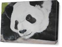 Pondering Panda As Canvas