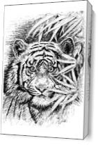 Tiger - King Of The Jungle As Canvas