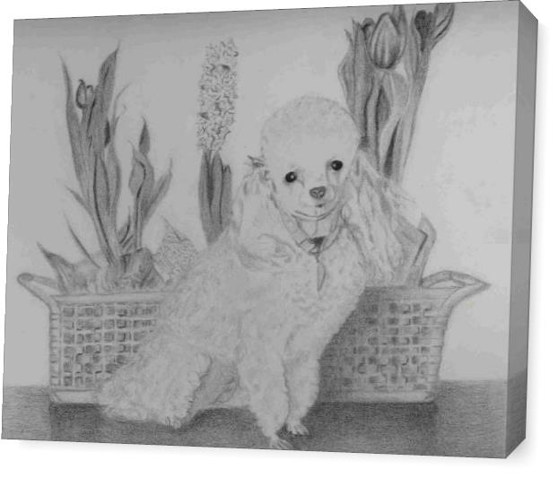 Penny Toy Poodle