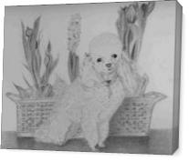 Penny Toy Poodle - Gallery Wrap