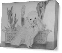 Penny Toy Poodle - Gallery Wrap Plus
