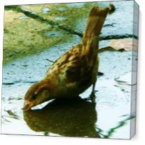 Lark Sparrow As Canvas
