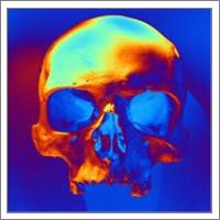 Skull In Blue And Gold - No-Wrap