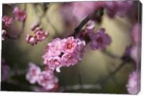 Prunus Blossom - Gallery Wrap