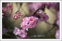 Prunus Blossom - No-Wrap
