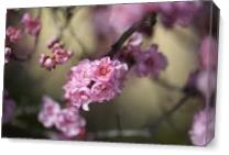 Prunus Blossom - Gallery Wrap Plus