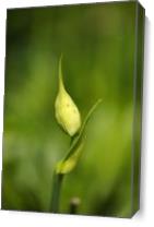 Agapanthus Bud With Side Shoot - Gallery Wrap Plus