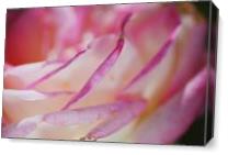 Rose Pleats Of Pink - Gallery Wrap Plus