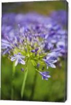Agapanthus Bloom Natural Paint - Gallery Wrap