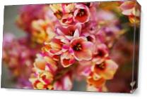 Bright African Corn Lilies - Gallery Wrap Plus