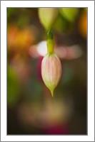 Fuchsia Flower In Bud - No-Wrap