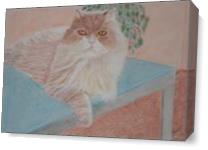 Persian Cat - Gallery Wrap Plus