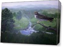 Red Tailed Hawk As Canvas