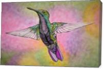 Little Hummingbird - Gallery Wrap