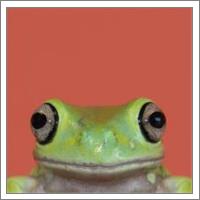 Natural Selection. Tree Frog. - No-Wrap