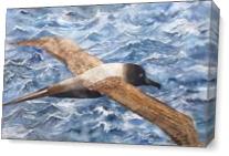 Albatross As Canvas