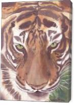Big Cat Rescue Tiger, China Doll - Gallery Wrap