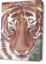 Big Cat Rescue Tiger, China Doll As Canvas