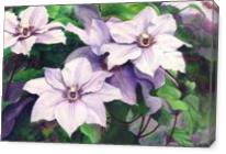 Clematis - Gallery Wrap
