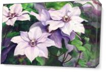 Clematis - Gallery Wrap Plus