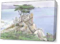 Lone Cypress As Canvas