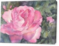 Pink Rose - Gallery Wrap