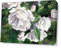 White Roses As Canvas