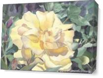 Yellow Rose As Canvas