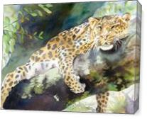 Big Cat Rescue Leopard - Gallery Wrap